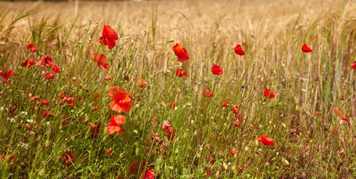 Poppies wheat This is a landscape photograph taken in the afternoon during the summer, featuring a vibrant display of poppies growing at the edge of a wheat field in Derbyshire, England, United Kingdom. The main subjects are the bright red poppy flowers and green plants set against golden wheat, suggesting the richness of seasonal growth characteristic of the English countryside. The scene showcases the natural beauty of summer flora in Derbyshire, with poppies and other wild flowers standing tall under the clear daylight. No architectural or natural landmarks are visible, placing emphasis on the colorful plants and flowers typical of rural England.